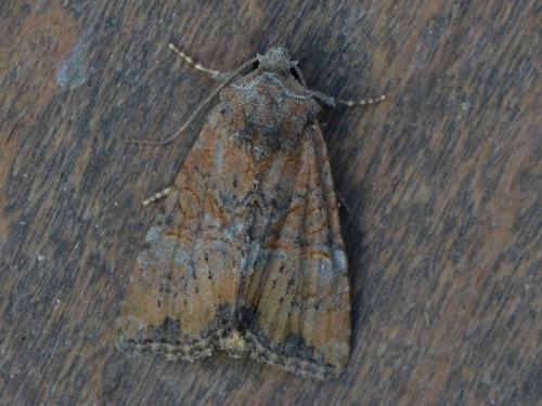 Réf. 328 475 : Mesoligia furuncula